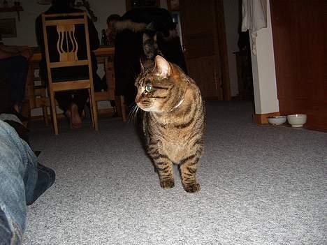 Blanding af racer Polle billede 6