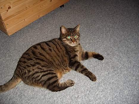 Blanding af racer Polle billede 7