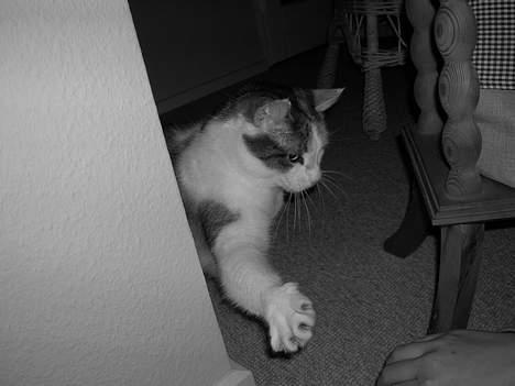 Blanding af racer Kisser - Skal vi lege ? 8D billede 6