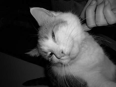 Blanding af racer Kisser - Arh det er dejligt ! billede 8