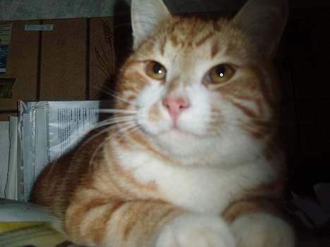 Huskat Garfield <,3 (gaffe)  - Kigge Kigge ? hvad kigger han mon på ?  = MAD   :]                       taget i 2oo6 billede 6