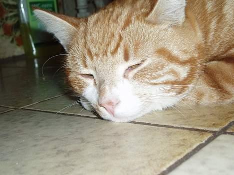 Huskat Garfield <,3 (gaffe)  - Lad miq være , jeg SOVER & drømer Om MAD <,3 billede 7