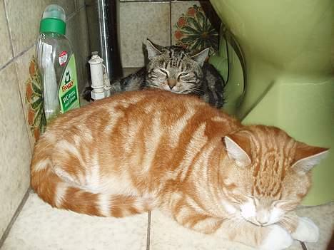 Huskat Garfield <,3 (gaffe)  - Sover ved WCet med søster :) 2006 billede 8