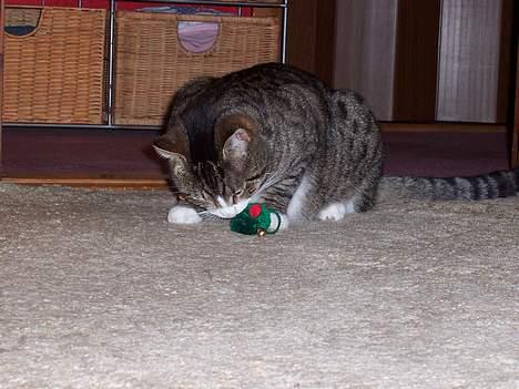 Huskat Malte (EFTERLYSNING!!) - Malte leger ! :P billede 13