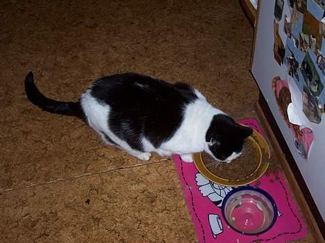 Huskat Pølle - Pølles lille domæne...!!! ;-) billede 5