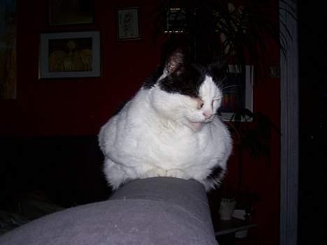 Huskat Pølle billede 6