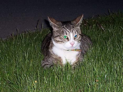 Huskat Malte (EFTERLYSNING!!) - Min tiger <3 .. På legepladsen på vores vej .. billede 14