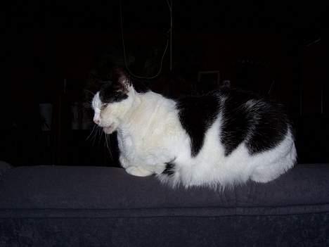 Huskat Pølle - Nårh.... billede 7