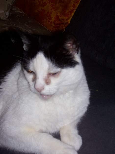 Huskat Pølle - Ik så pæne øjne, men dejlig alligevel..!! <3 billede 8