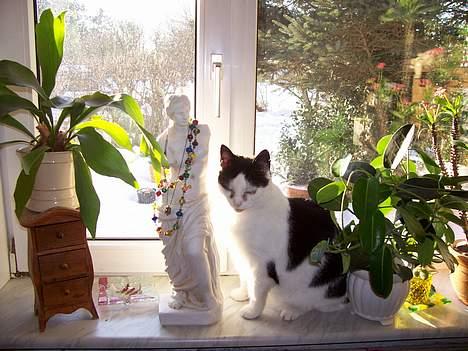 Huskat Pølle - Er han ik kær...??? billede 9