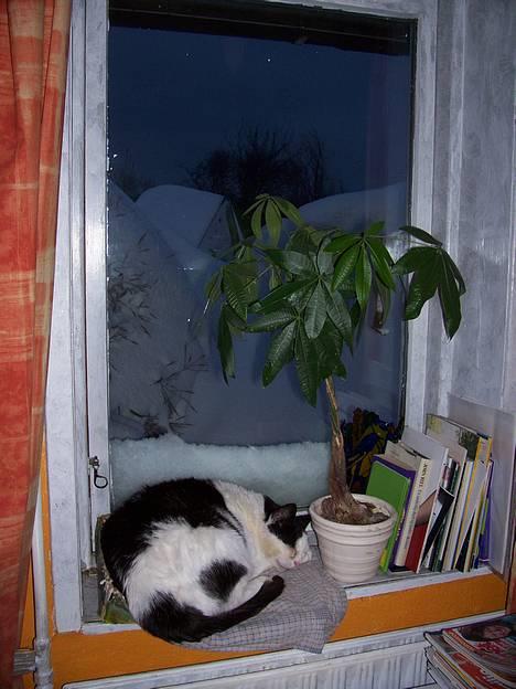 Huskat Pølle - Man kan ik bebrejde dyret, at han helst vil ligge inde oven over en radiator . . :) Feb. 2007 billede 10