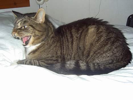 Blanding af racer / Maine Coon Tjalfe DØD billede 13