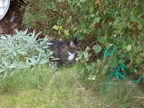 Blanding af racer / Maine Coon Tjalfe DØD billede 14