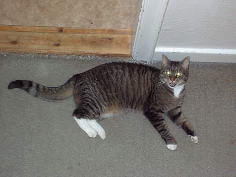 Blanding af racer / Maine Coon Tjalfe DØD billede 15
