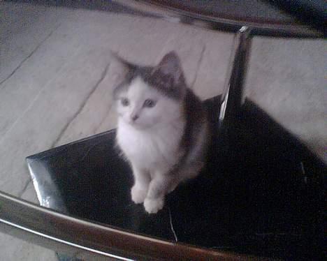 Blanding af racer maincoon/Perser( Nesquik) billede 1