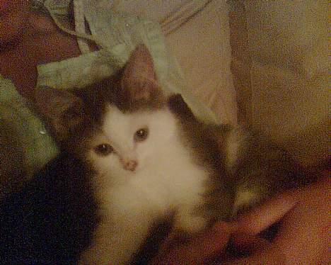 Blanding af racer maincoon/Perser( Nesquik) billede 2