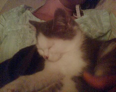 Blanding af racer maincoon/Perser( Nesquik) billede 3