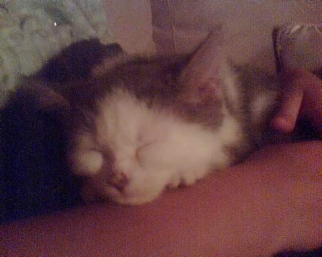 Blanding af racer maincoon/Perser( Nesquik) billede 4