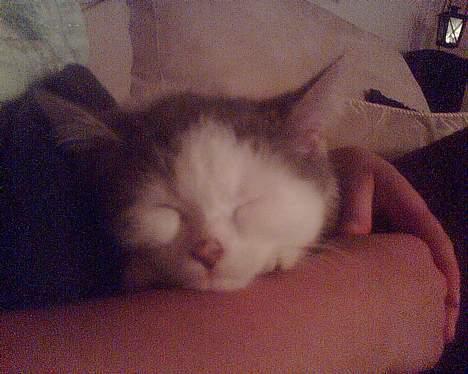 Blanding af racer maincoon/Perser( Nesquik) billede 5