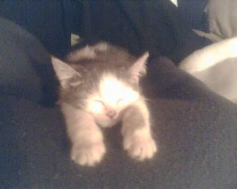 Blanding af racer maincoon/Perser( Nesquik) billede 6