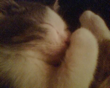 Blanding af racer maincoon/Perser( Nesquik) billede 7