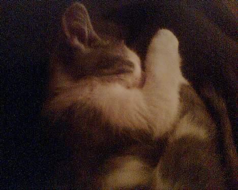 Blanding af racer maincoon/Perser( Nesquik) billede 8