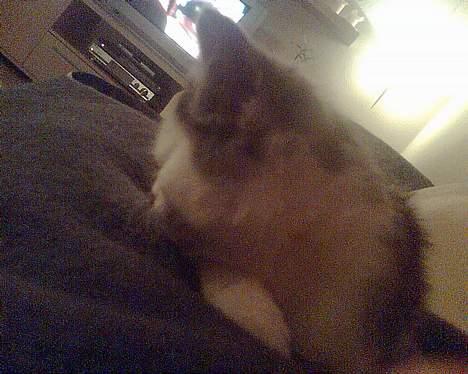 Blanding af racer maincoon/Perser( Nesquik) billede 9