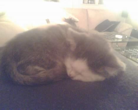 Blanding af racer maincoon/Perser( Nesquik) billede 10