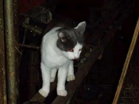 Blanding af racer Gråmis - hihi billede 6