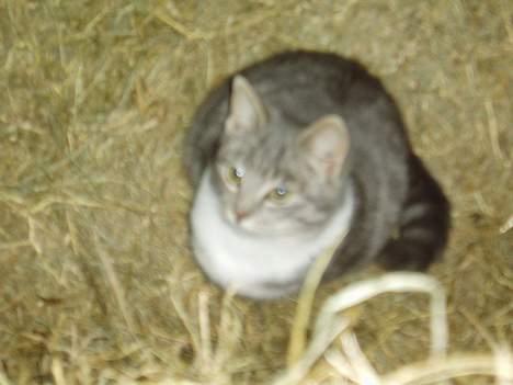 Blanding af racer Mitsi billede 9