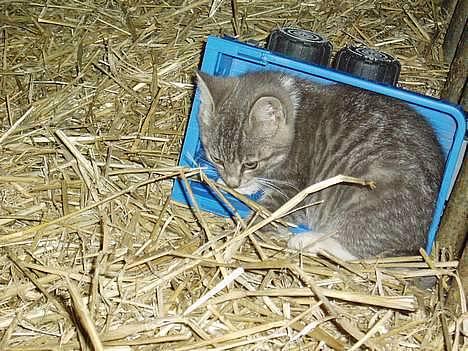 Blanding af racer Mitsi - så sødt. hun elsker den vogn.. billede 11