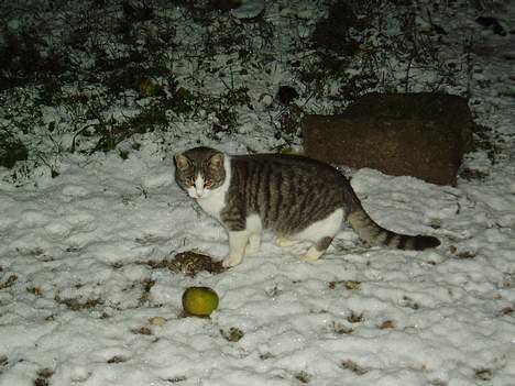 Blanding af racer Mille - Mille i sne  billede 8