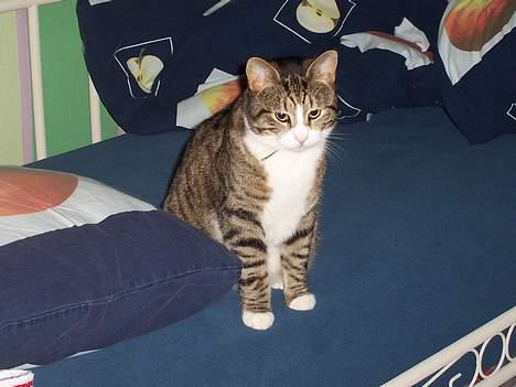 Huskat Malte (EFTERLYSNING!!) - Godnat siger vi så ! ;o) billede 15