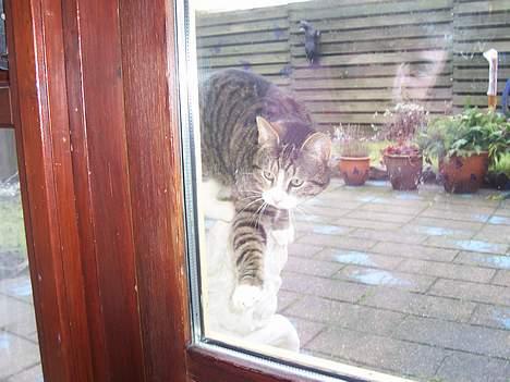 Huskat Malte (EFTERLYSNING!!) - Malte vil MEGET gerne ind ! :P billede 16