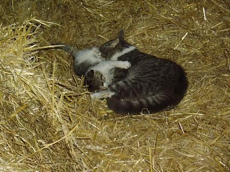 Blanding af racer Lille Mis  - Her leger jeg lii me Mitsi billede 2