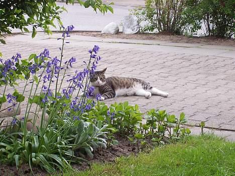 Huskat Malte (EFTERLYSNING!!) - Vagthunden i indkørslen ! :D billede 17