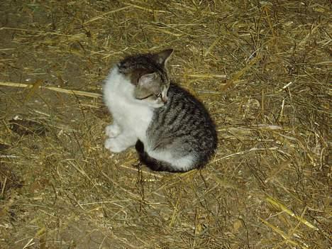 Blanding af racer Lille Mis  billede 3