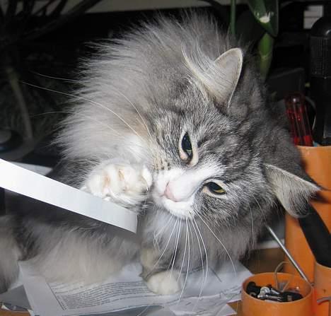 Norsk Skovkat Fluffy billede 8