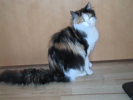 Blanding af racer † Nønne † - :D så fin billede 14