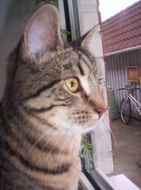 Blanding af racer Tjalfe (efterlyst) - *NYT* billede 16