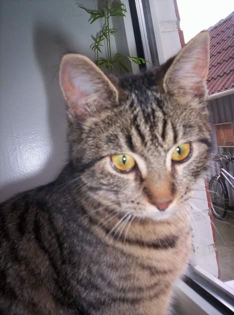 Blanding af racer Tjalfe (efterlyst) - *NYT* billede 17