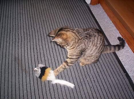 Blanding af racer Tjalfe (efterlyst) - *NYT* billede 18