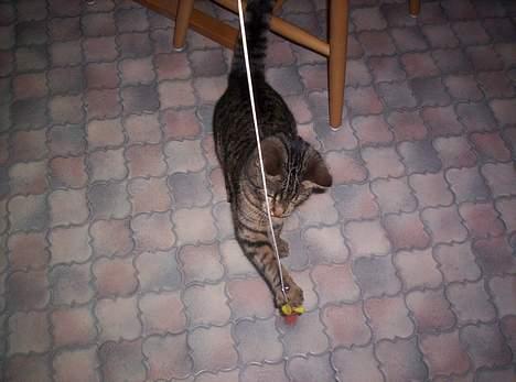 Blanding af racer Tjalfe (efterlyst) - *NYT* billede 19