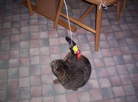 Blanding af racer Tjalfe (efterlyst) - *NYT* billede 20