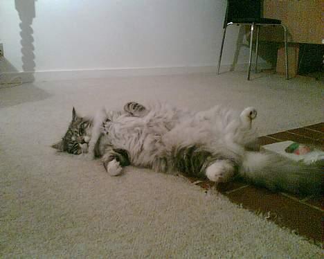 Norsk Skovkat buffas billede 6