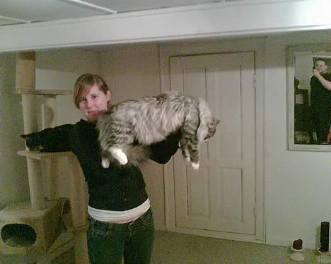 Norsk Skovkat buffas billede 7