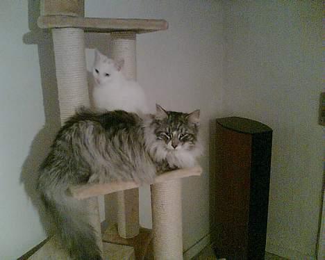 Norsk Skovkat buffas billede 8