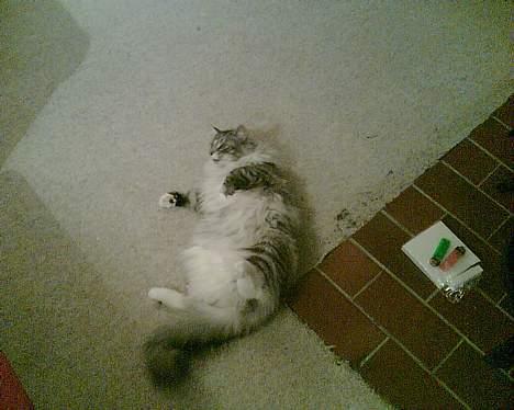 Norsk Skovkat buffas billede 9