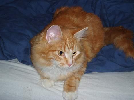 Blanding af racer "Tiger" - Hvad er det for en lyd??? billede 1