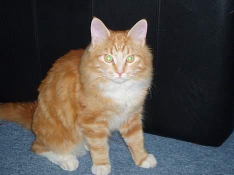 Blanding af racer "Tiger" - Lidt lækker er jeg da!! billede 2